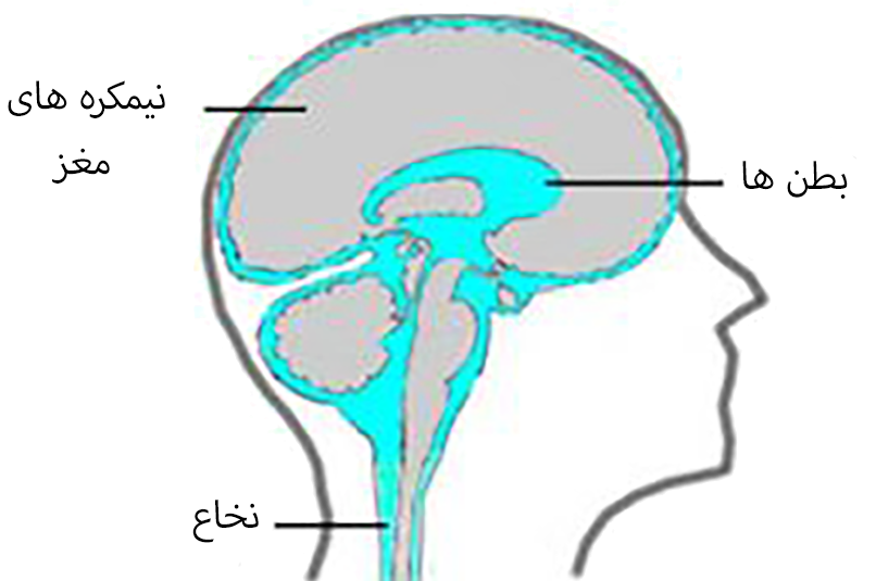 مایع مغزی نخاعی